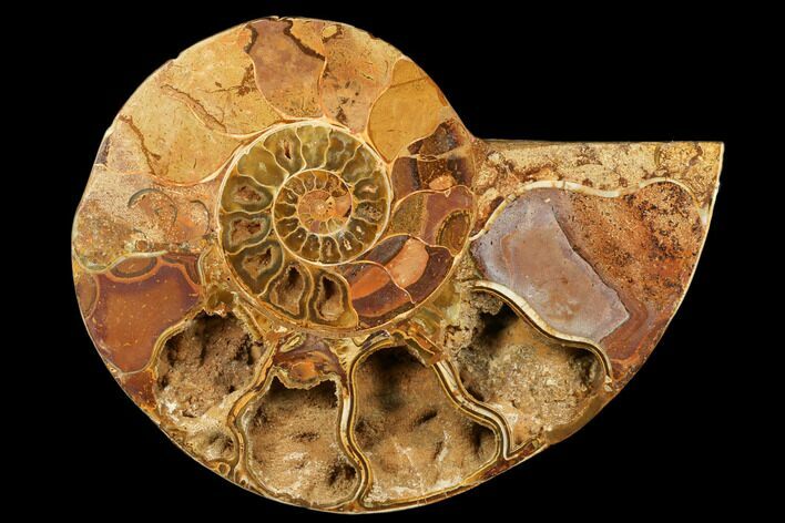 Jurassic, Cut & Polished Ammonite (Half) - Madagascar #182921